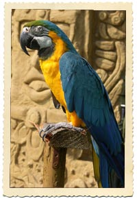 blue and gold macaw