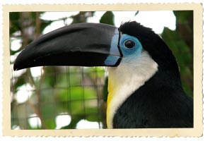 toucan