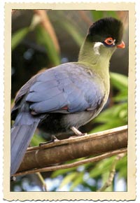 turaco