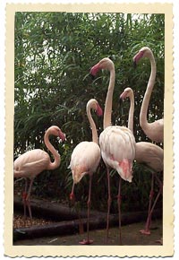 flamingos