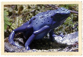 poison dart frog