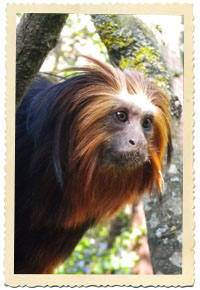 golden lion tamarin