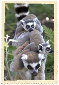 ring tailed lemur