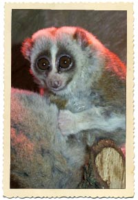 slow loris