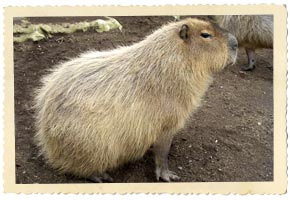 capybara