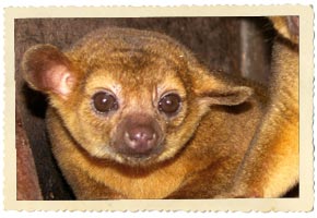 kinkajou