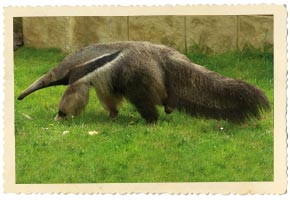 anteater