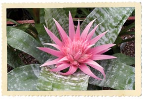 bromeliad