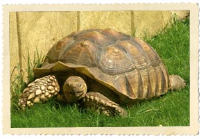 sulcata tortoise