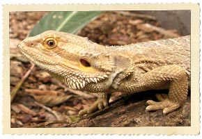 bearded dragon