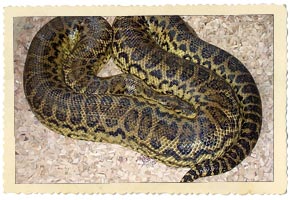 yellow anaconda