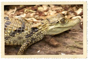 caiman